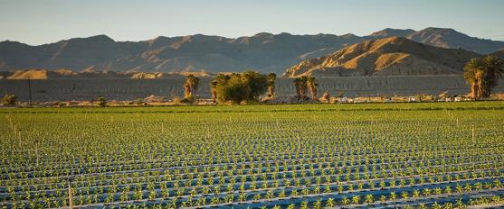 Crops growing in a field located below arid mountains